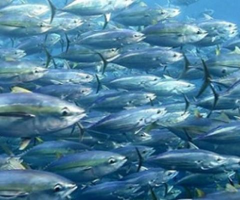 School of tuna. Photo - FabienForget, ISSF.