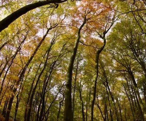 Shell would need an area roughly the size of Italy to offset 35% of its emissions by 2050 using ‘land-based’ techniques, such as tree planting. Photograph: Geoffrey Swaine/Rex/Shutterstock