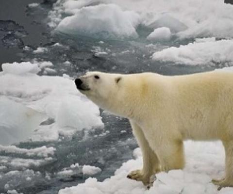 Credit - https://phys.org/