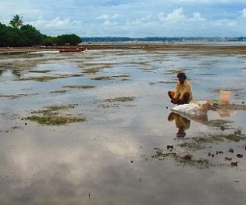 Credit - V. Jungblut