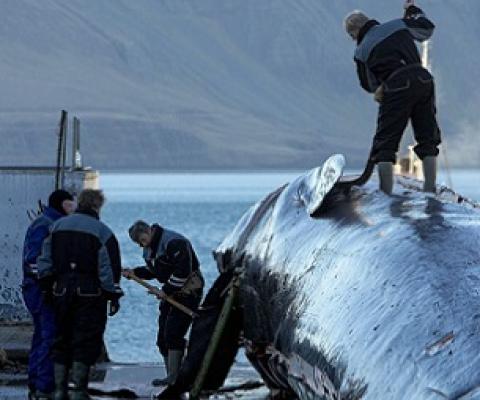 Scientists around the world work with samples collected by commercial whalers. Photo by Arctic Images/Alamy Stock Photo