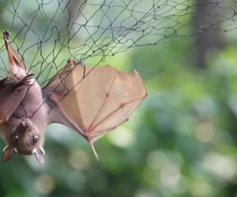 Bats may harbour viruses, but should not be persecuted, say experts. Credit - Getty Images