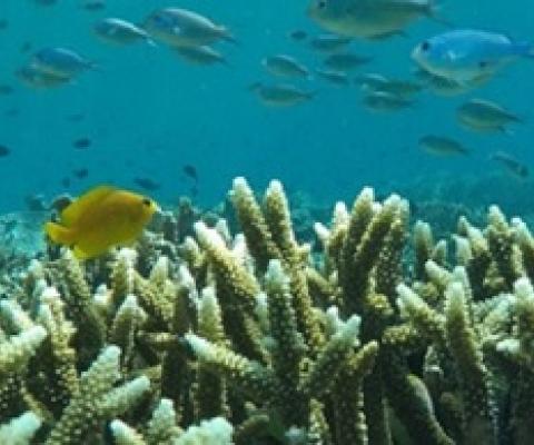 coral reef. credit - Mongabay.com