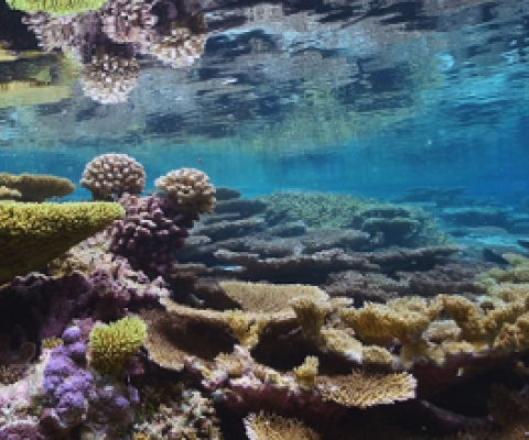 coral reefs