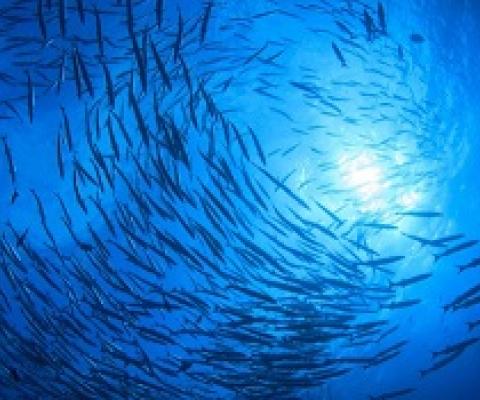 Marine protection consultation postponed