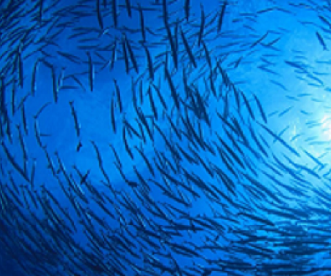 marine environments