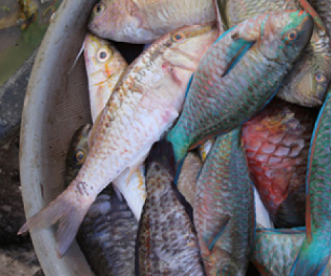 basket of fish
