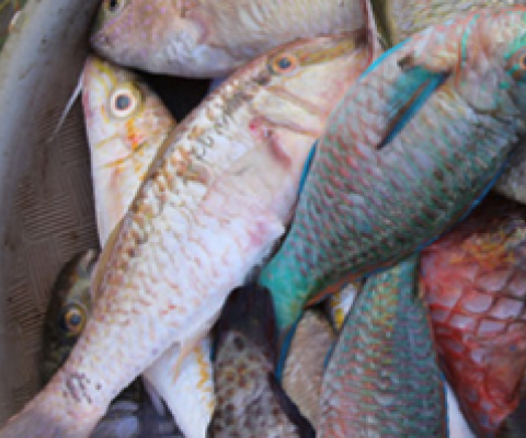 fish in basket
