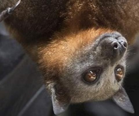 Flying Fox