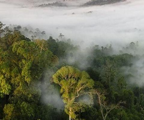 forest conservation