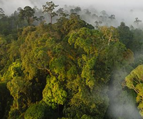 forests