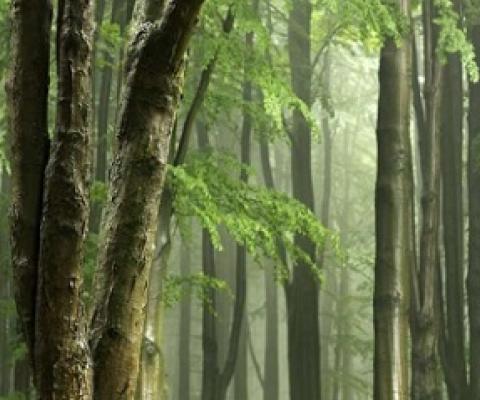 Tropical Forest. Credit -CC0 Public Domain