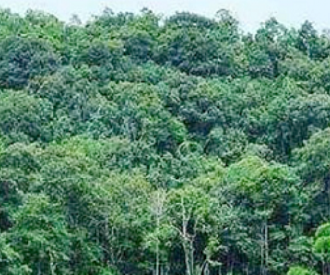 Understanding why trees are dying may be key to locking up carbon