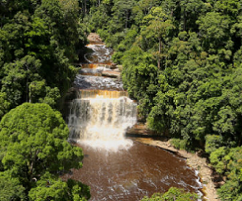 indigenous forests. 