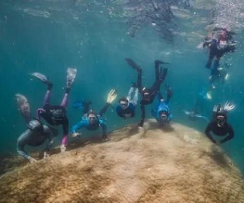 There are now calls for the four-century-old coral to be monitored and the Great Barrier Reef to be protected given the threats from climate change. Photograph: Richard Woodgett