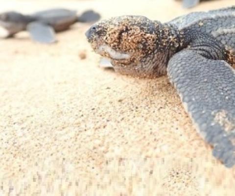Leatherback turtle. Credit - https://www.bbc.com/