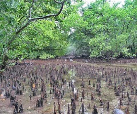 mangroves, namdrik atoll, Marshall Islands. credit - V. Jungblut/SPREP