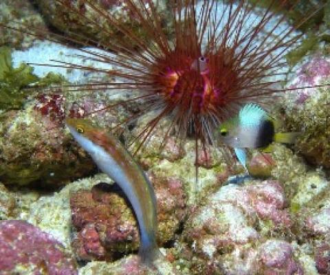Rare fishes at Kure. Credit: NOAA/Richard Pyle-Bishop Museum