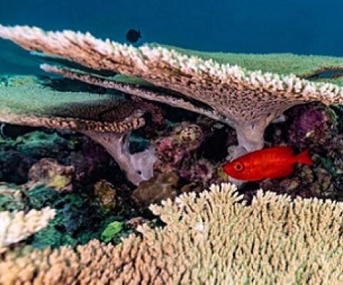 Researchers return from expedition to Papahanaumokuakea with a sense of hope. Credit - Kimberley Jeffries, NOAA