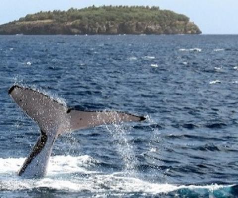 Report Reveals Positive Outcomes of Tonga’s Special Management Areas on Marine Environment