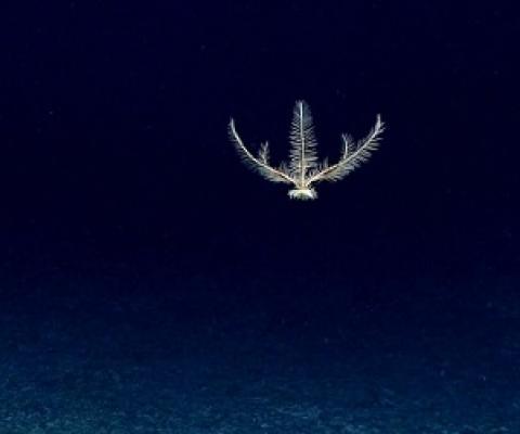A deep-sea crinoid (Pentometrocrinus sp.) swimming in the water column. Image courtesy of NOAA Office of Ocean Exploration and Research.