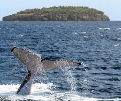 This photograph taken on August 4, 2008 shows a humpback whale diving near the island of Vava'u in Tonga. Photo: DAVID BROOKS / AFP