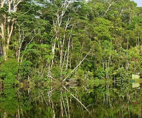 OVER-EXTRACTION OF THE ENVIRONMENT, POLLUTION OF THE ENVIRONMENT, AND ILLEGAL TRADING ARE ALL FACTORS THAT COULD LEAD TO THE EXTINCTION OF ENDANGERED SPECIES. CREDIT - https://www.fbcnews.com.fj/ 