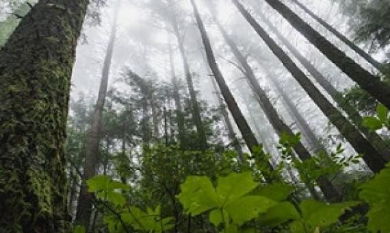 New trees absorb lots of carbon, old trees store more overall and dead trees shed their carbon to the atmosphere. Credit: Greg Rosenke/Unsplash, CC BY-SA