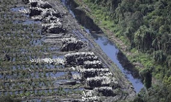 Acacia logs lie adjacent to a natural forest on Sumatra island, Indonesia. The country’s rainforests are a prime focus for conservation efforts. Credit - Associated Press