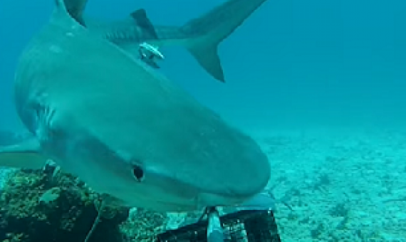 Sharks ‘functionally extinct’ from one in five coral reefs. Source - https://www.sciencemag.org/