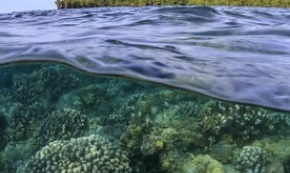 Corals grow in the shallows around a small island in Kimbe Bay, Papua New Guinea. Image by Tane Sinclair-Taylor.