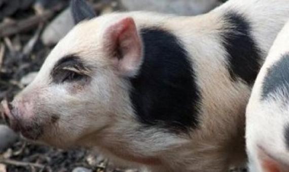 Auckland Island piglets. Photo: Flickr/Jon Sullivan