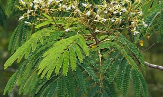 Source - https://wildlifeofhawaii.com/