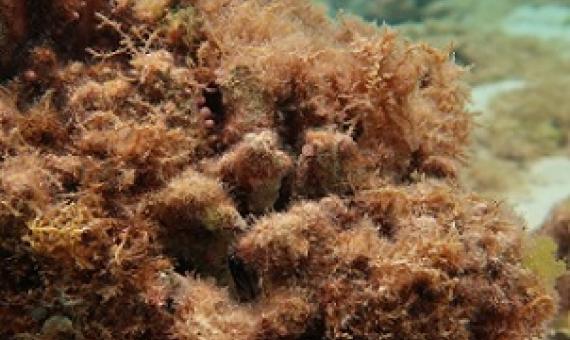 A mysterious algae that's puzzled researchers is now spreading around the Northwestern Hawaiian Islands.(U.S. Fish and Wildlife Service)