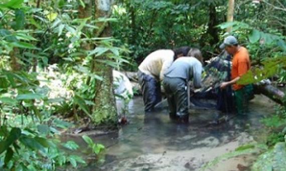 The researchers sampled freshwater species such as fish, dragonflies and caddisflies at their two sites in Brazil. Fieldwork pictured here in Santarém, Pará. Image by Sustainable Amazon Network.
