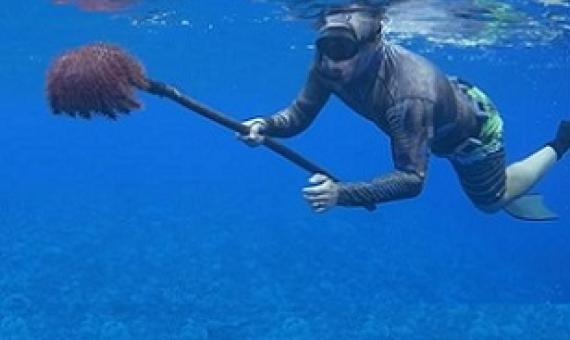 Small scale fishers are being called on to play a bigger role is managing coastal fisheries as taramea threaten the reefs of a number of islands. Photo: Kōrero o te `Ōrau / 20102210