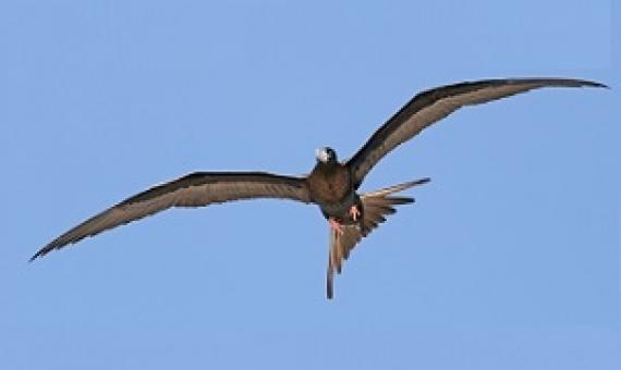 Ascension frigatebird. Credit - Sam Weber