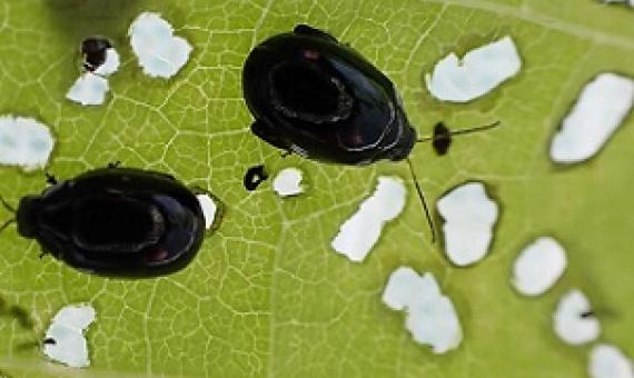 Two days after the beetles were released, there are signs of damage on the leaves of African tulip trees. 21061018