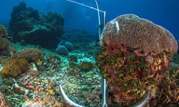 Anchoring on a coral reef. Credit - www.pata.org