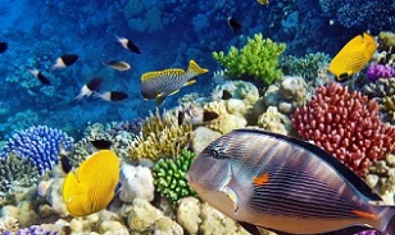 Aquariums protect corals that may be critical to rebuilding reefs, study shows. Source - https://www.prnewswire.com/ 