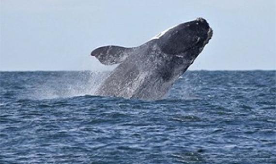 Conservation groups file petition calling for gear ban to protect right whales. Credit - Chris Chase