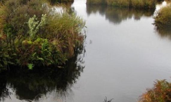 Awarua wetland, New Zealand. Credit - https://www.wetlandtrust.org.nz/