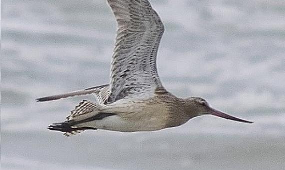 Bar-tailed Godwit in flight. Credit - Paul van de Velde, creative commons (CC by 2.0)