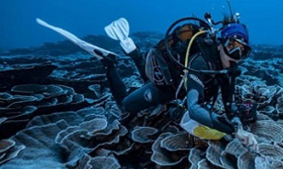 A coral reef site in pristine condition has been opened to the eyes of the world in French Polynesia Photo: Alexis Rosenfeld #1Ocean