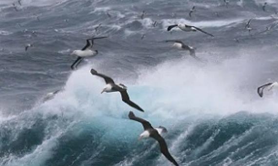 New high seas treaty to fill vital gap in ocean protection. Credit - Unsplash