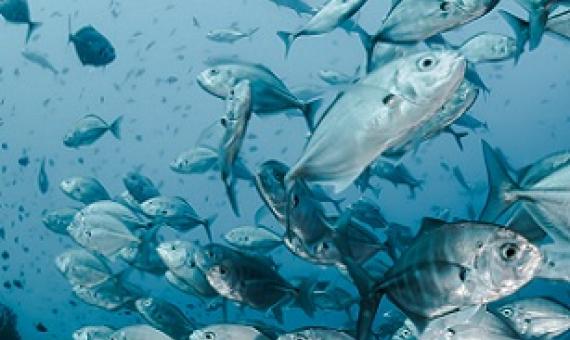 Why big fish thrive in protected oceans. Credit: Unsplash/CC0 Public Domain