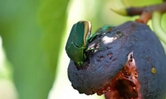 COVID-19 and the biodiversity crisis. credit - Getty Images