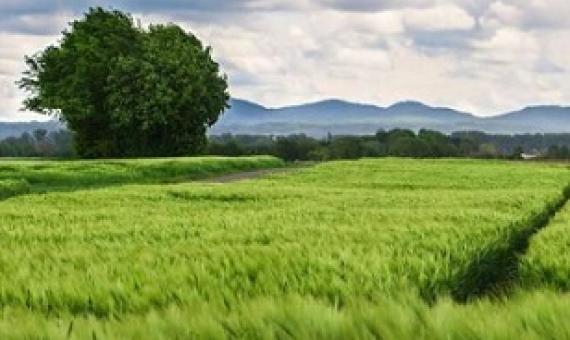 Promoting biodiversity-friendly landscapes: Beyond organic farming. Credit: Pixabay/CC0 Public Domain