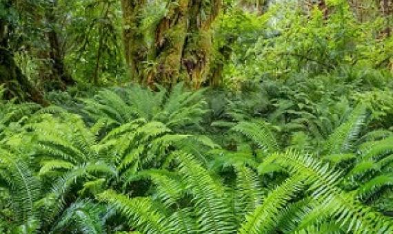 Rescue plan for nature: How to fix the biodiversity crisis. Credit - Jack Dykinga/naturepl.com