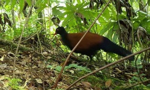 Photo: Doka Nason/American Bird Conservancy